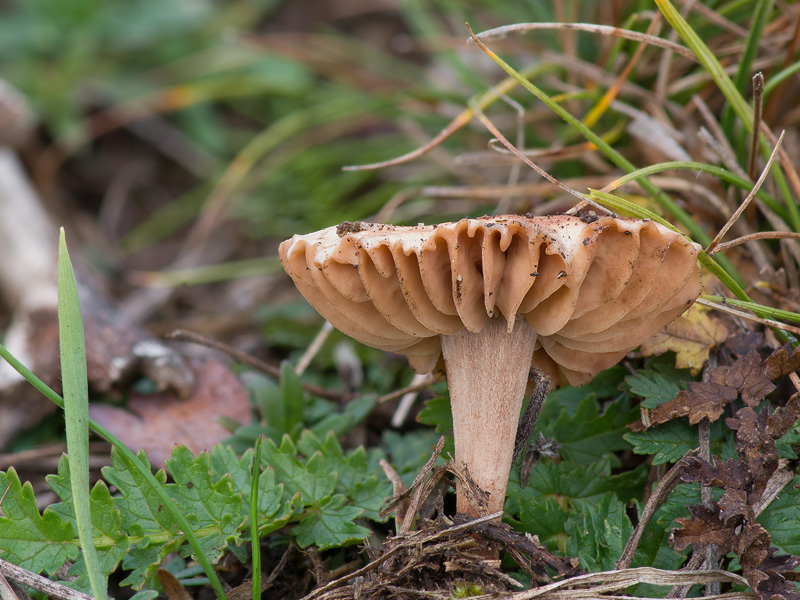 Marasmiellus carneopallidus